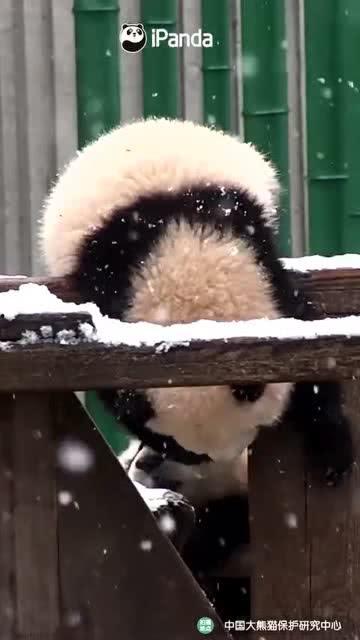 吃瓜小熊燕宁,揭秘娱乐圈背后的那些事儿
