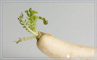 胃黏膜损伤可以吃瓜吗,瓜类食物的适宜与禁忌