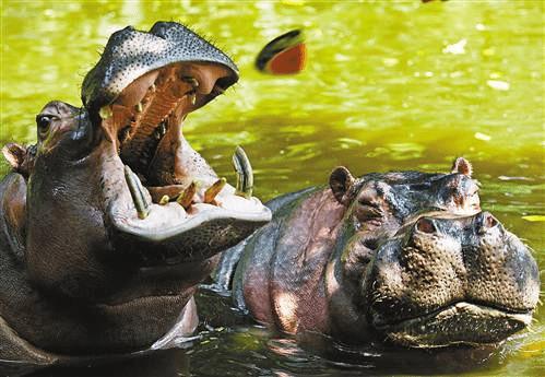 河马吃大瓜,瓜果盛宴中的生态奇观