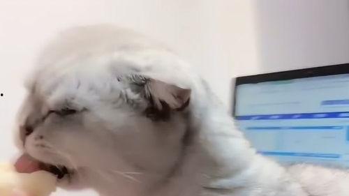 猫咪和人抢瓜吃,一场欢乐的“抢瓜”大戏