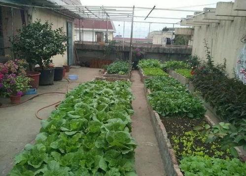 西城楼顶吃瓜,见证繁华市井，一瓜在手，笑谈人间百态