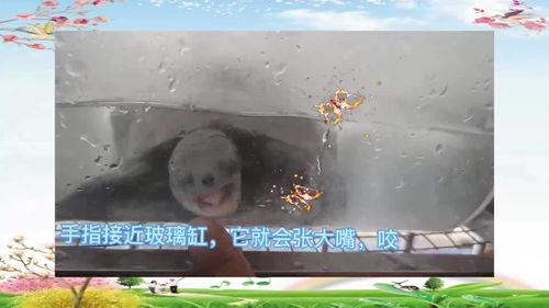 乌龟吃哈密瓜好吗,乌龟食用哈密瓜的适宜性探讨