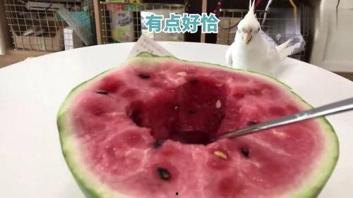 和主人抢瓜吃,与主人抢瓜的欢乐时光