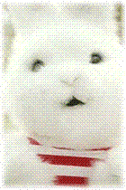 gif兔子吃彩色瓜,兔子萌态大赏