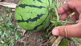 抖音江爽吃瓜,揭秘娱乐圈幕后真相