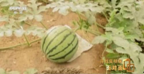 最新的吃瓜人,揭秘娱乐圈幕后真相与趣味瞬间